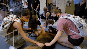 Happy Dog GIF by St. Louis Community College