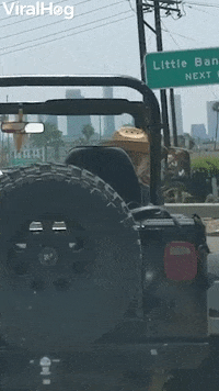 Hat Donning Doggie Stylishly Rides In Jeep GIF by ViralHog
