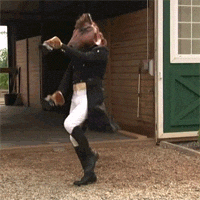 stephen colbert dressage GIF
