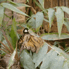 San Diego Love GIF by San Diego Zoo Wildlife Alliance
