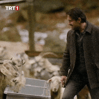 Goat Feed GIF by TRT