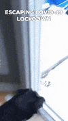 BlackLabBeer covid coronavirus covid19 quarantine GIF