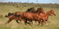 photography running GIF