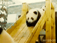 baby panda GIF