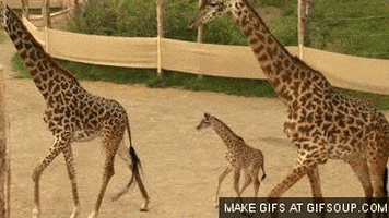 baby giraffe GIF