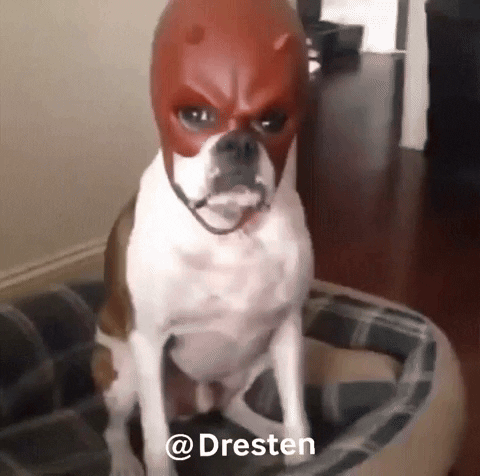 Dresten dog mask daredevil daredevil dog GIF