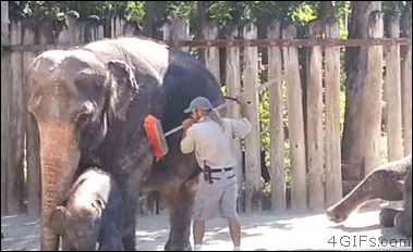 DailyDoseOfAwesome giphyupload GIF