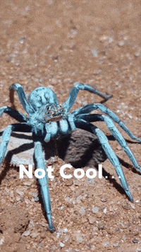 Not Cool Spider GIF