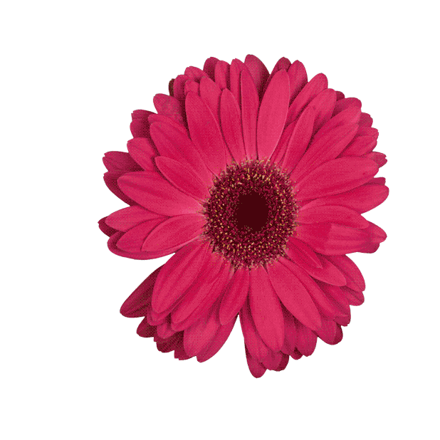 Flower Sticker by LAZY MOM