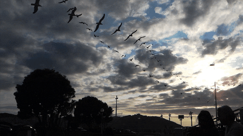 loop bird GIF by A. L. Crego