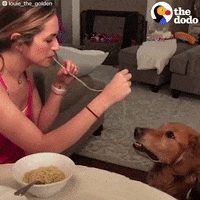 golden retriever dog GIF by The Dodo