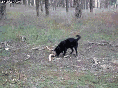 dog spinning GIF by Cheezburger