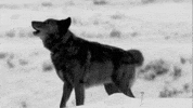 sw GIF