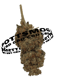 Cannabis Cbd Sticker by PottSmog