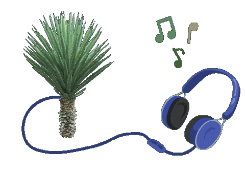 Musica Tequila Sticker by Santa Sabia Media