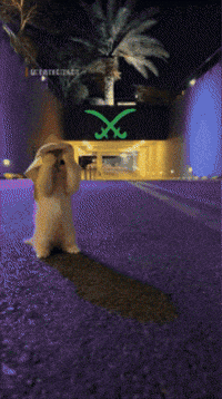 Dance Kitty GIF