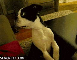 dog GIF by Cheezburger