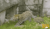 Baby Jump GIF by Brookfield Zoo