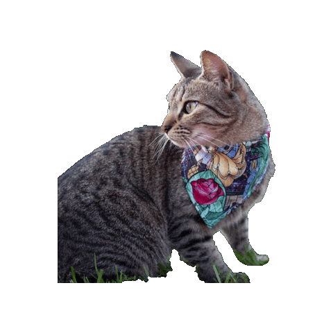 Beauty And The Beast Cat Sticker by Geekster Pets