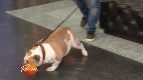 dog puppy GIF by Rachael Ray Show