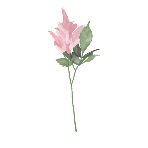 Pink Illustration Sticker