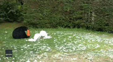 Up to Snow Good! Mischievous Bear Wrecks Kid's Snowman
