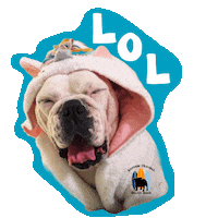 English Bulldog Lol Sticker by Southern California Bulldog Rescue