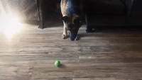 German Shepherd Learns to Play Fetch By Himself