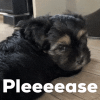 Beg Please GIF by NZ Collab