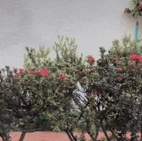 Bored Dog GIF