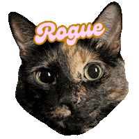 Fireflybazaartx cat cute cat black cat rogue Sticker