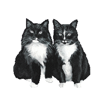 doromarcello cat cats catlove lovecat Sticker