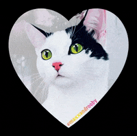 MaxxandRooby cat heart cat heart maxxandrooby GIF