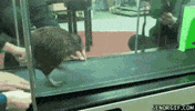 birds treadmill GIF