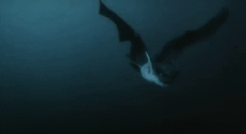 phantom der nacht vampyre GIF