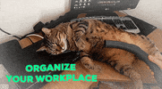 olby jungle home office GIF