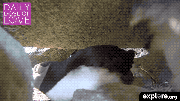 seal island love GIF by explore.org