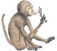 Illustration Monkey Sticker by Astek Home