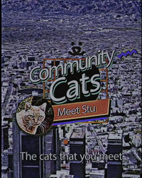 Community Cats: Meet Stu
