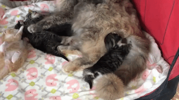 Newborn Kittens Hang Out With Momma in Cuteness Overload