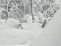 santa claus office christmas GIF by The Elves!