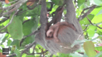 Baby Sloth Clings To Mother