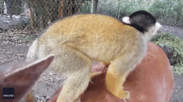 Squirrel Monkey Gets All Up in Deer's Personal Space