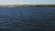 Sharks Jaws GIF by Shark Week
