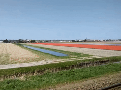 tulip fields netherlands GIF