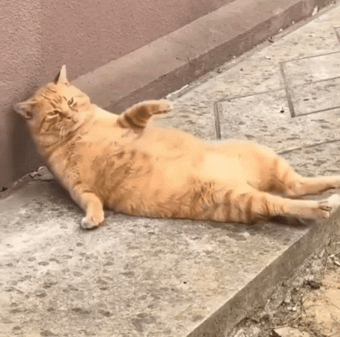 Cat Trending GIF