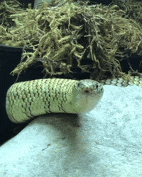 Snake Lick GIF by Valley Zoo Development Society