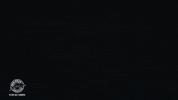 GIF by Dolphin Discovery