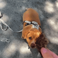 In N Out Cute Dog GIF by Respective