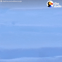 snow corgi GIF by The Dodo